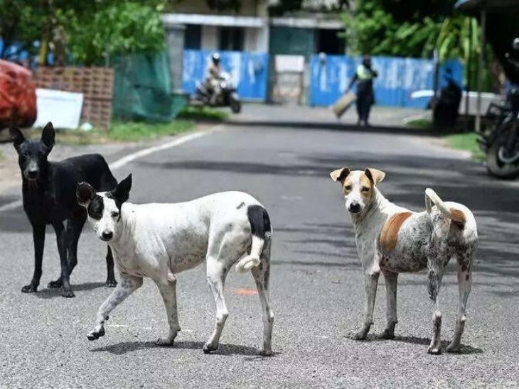 image resize color correction and ai 21 1755099042